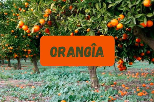 Orangîa